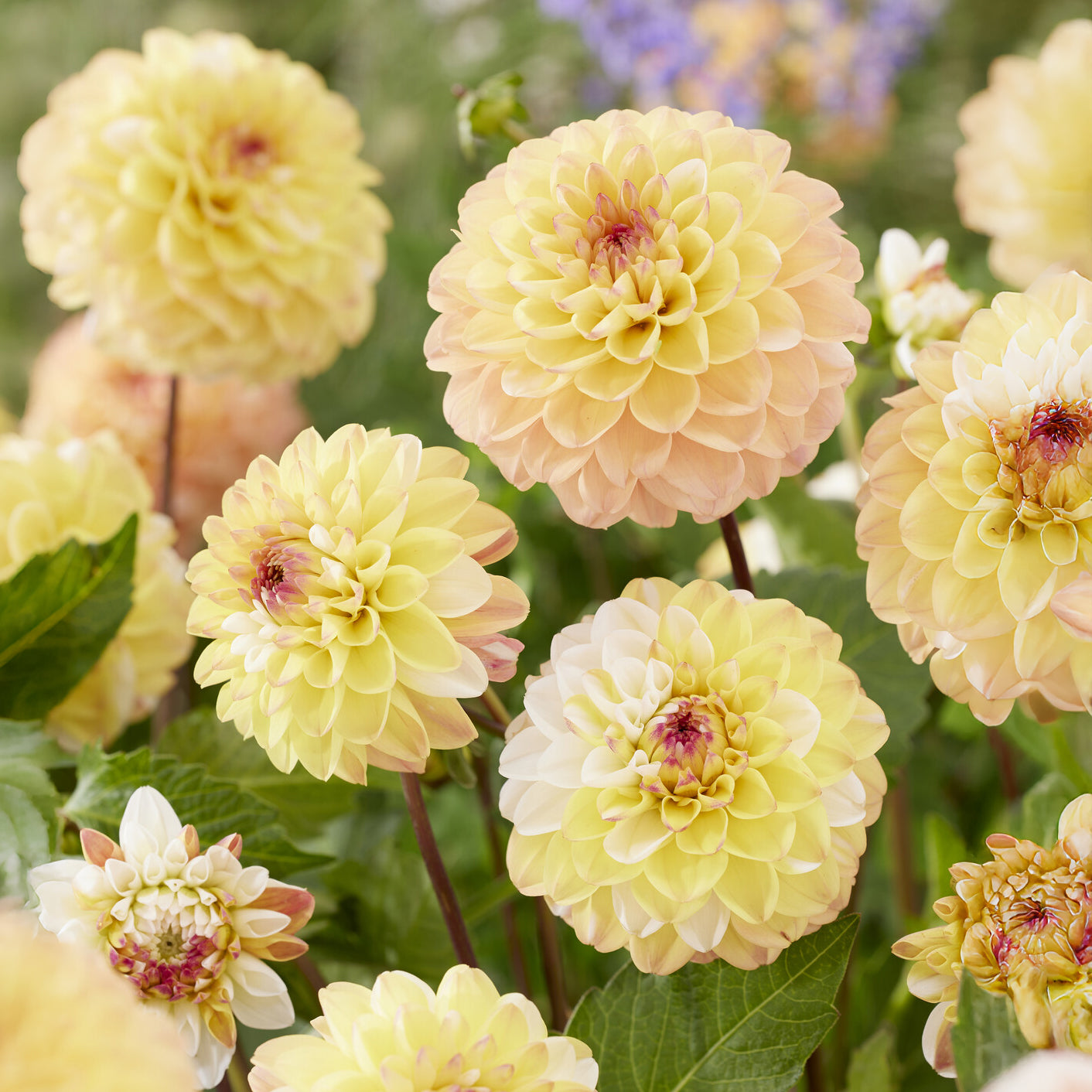 Dahlia  - Dahlia 'Double Jill' (x3) - Dahlia double jill