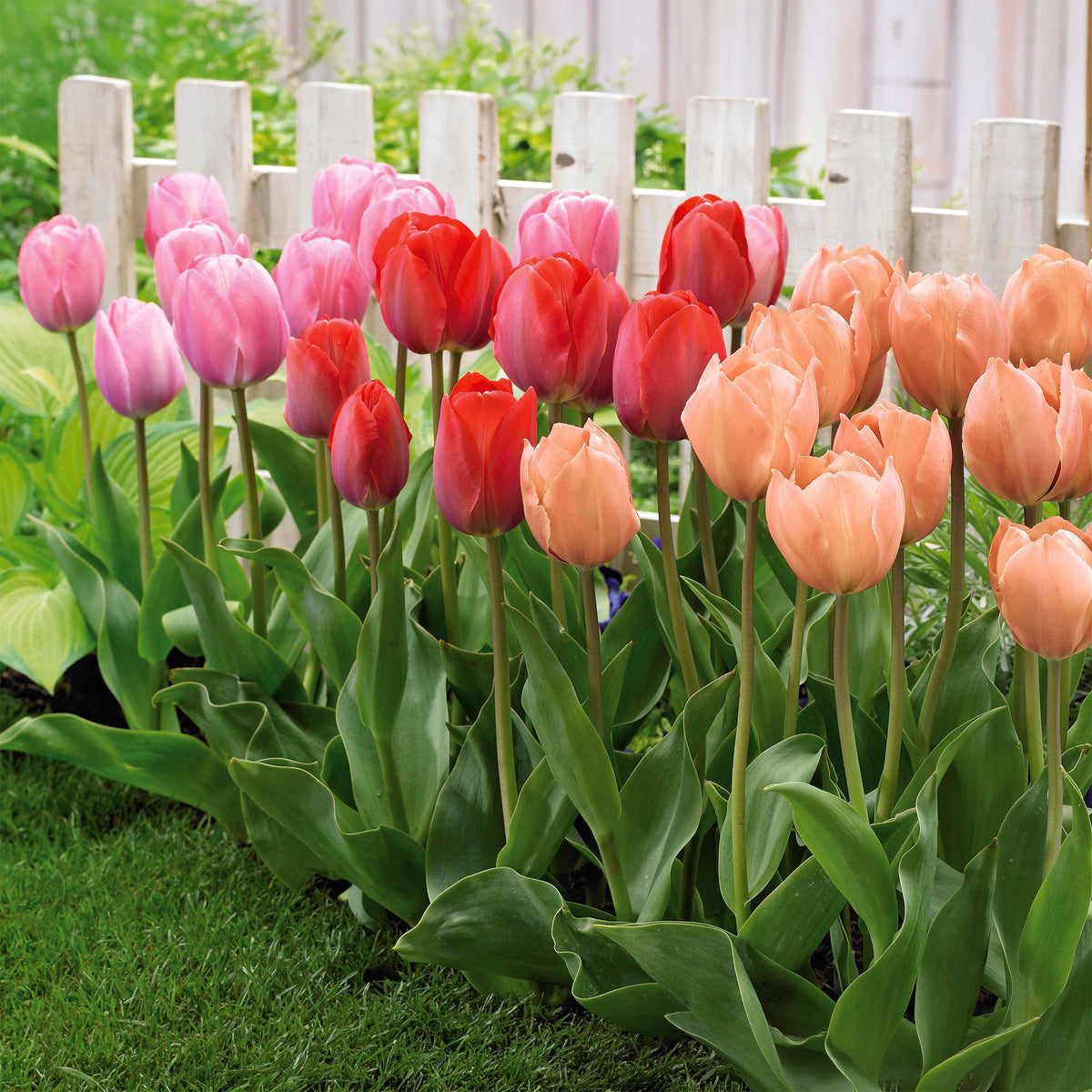 Tulpen 'Van Eijk' soorten gemengd (x25)
