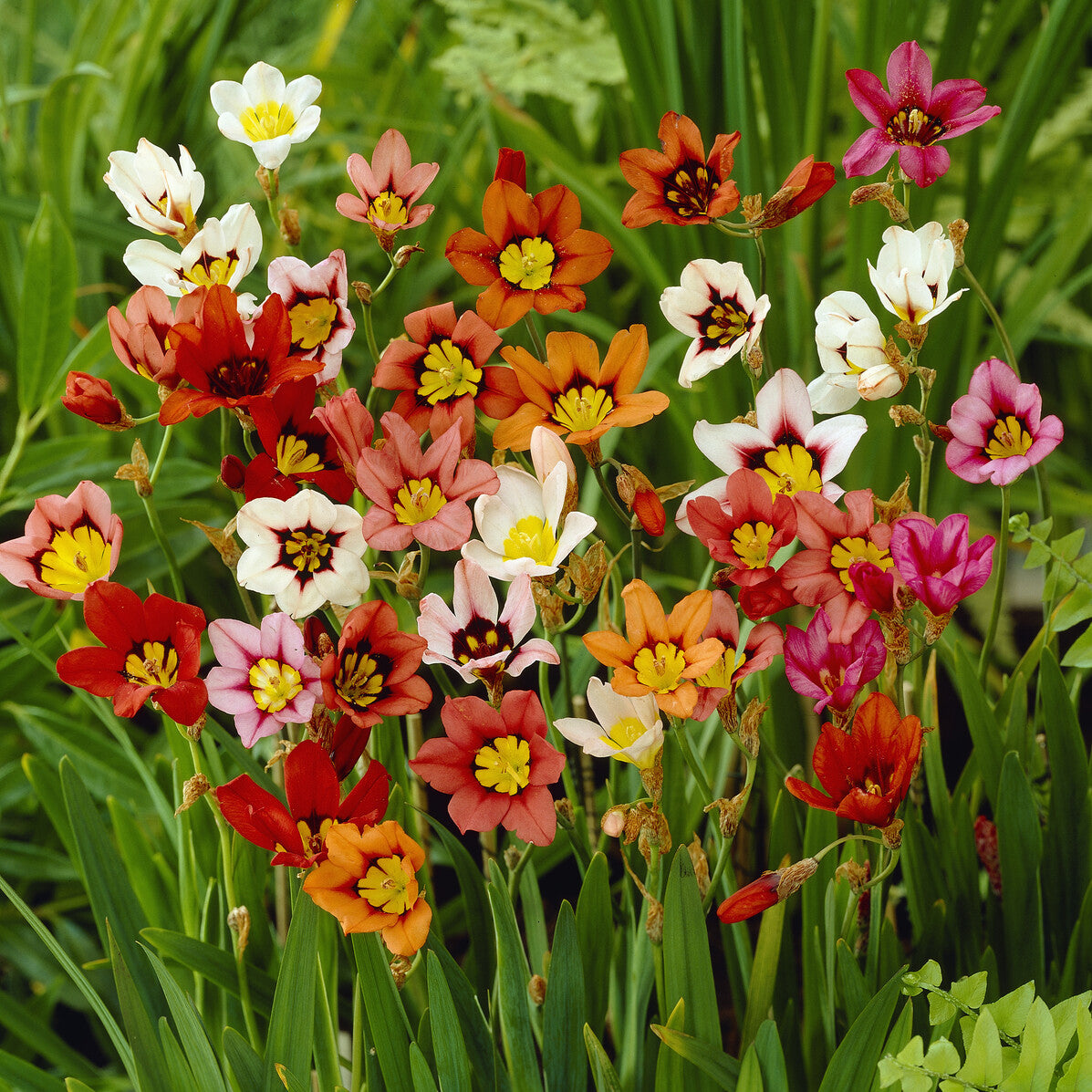Zigeunerbloem - tricolor (x25) - Sparaxis tricolor - Bakker
