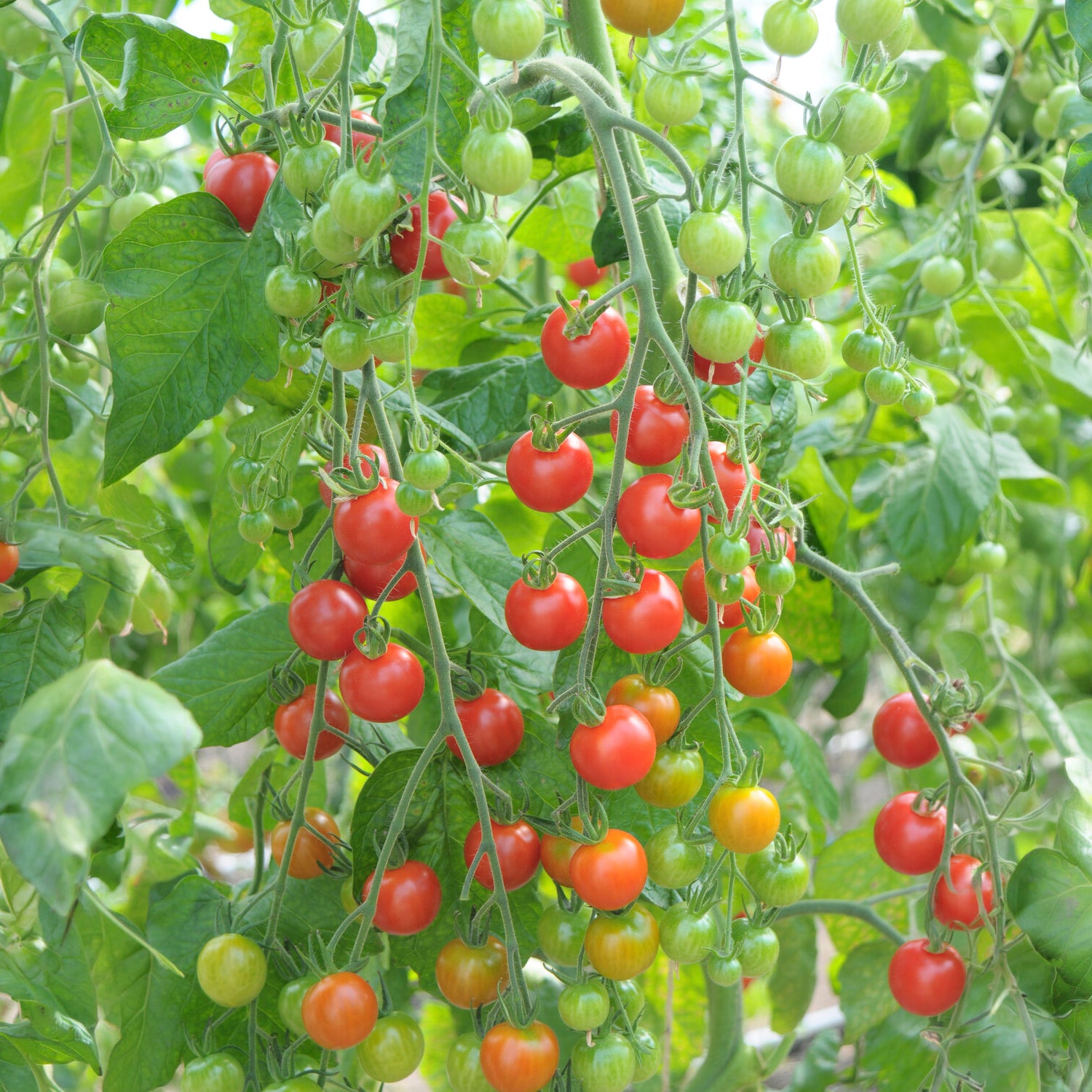 Tomaat 'Supersweet 100' - Solanum lycopersicum supersweet 100 - Bakker