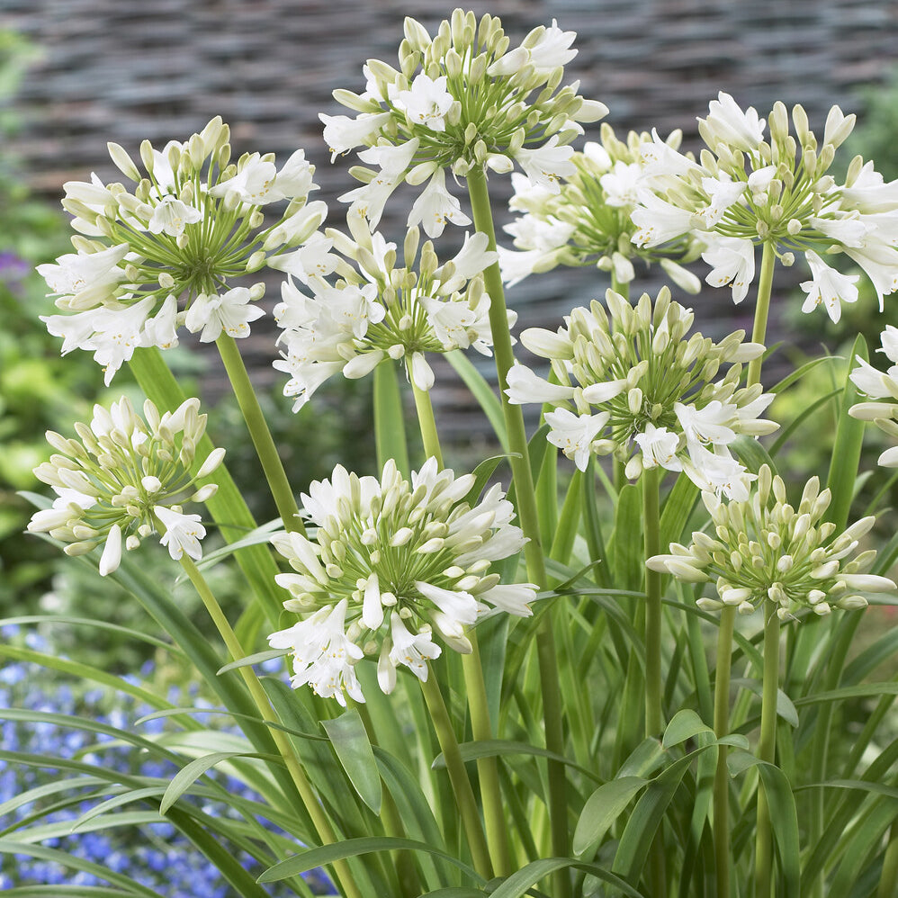 Verkoop Afrikaanse lelie 'Polar Ice' - Agapanthus
