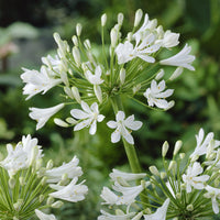 Afrikaanse lelie 'Polar Ice' - Agapanthus Polar Ice - Bakker
