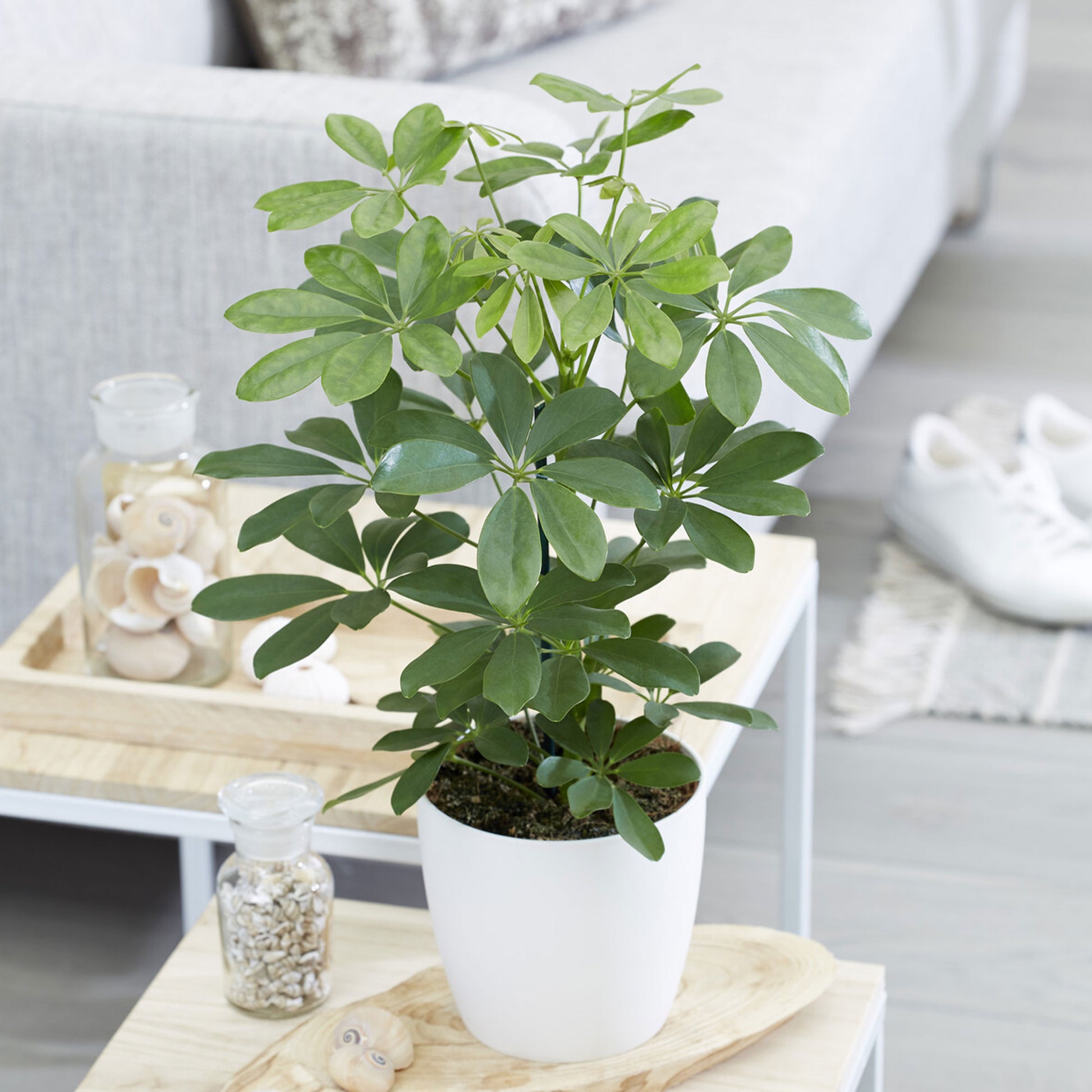 Schefflera Arboricola (Vingerboom) kopen? - ⌀ 27 cm, ↕ 100 cm Schefflera Arboricola (Vingerboom) kopen? - ⌀ 27 cm, ↕ 100 cm