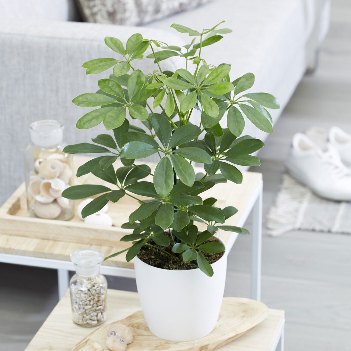 Vingerplant - Bakker