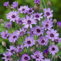 Bloeiende vaste planten - Blauwe strobloem - Catananche caerulea