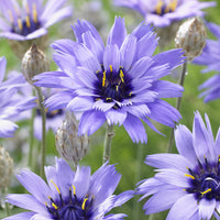 Verkoop Blauwe strobloem - Catananche caerulea