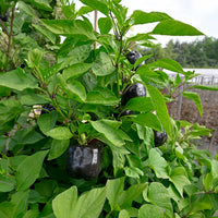 Paprika 'Bellania' - Capsicum anuum bellania - Bakker