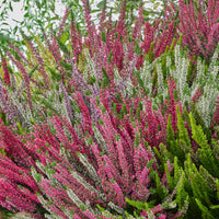 Struikheide - rood + wit + roze - Calluna - Vaste planten