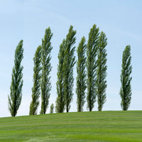 Italiaanse populier 'Italica' (x10) - Populus nigra italica - Bakker