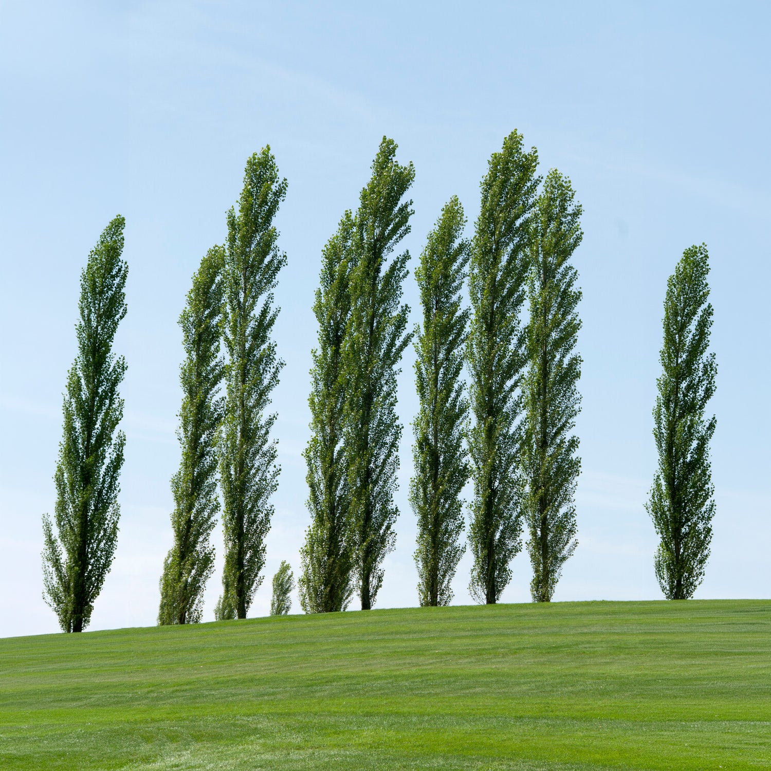 Italiaanse populier 'Italica' (x10) - Populus nigra italica - Bakker