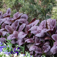 Bladkool 'Red Giant' - BIO - Brassica juncea integrifolia red giant - Bakker