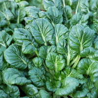 Koolzaden - Tatsoi - BIO - Brassica rapa rosularis