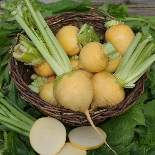 Raap 'Goldana' - BIO - Bakker