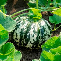 Meloen 'Oranje Ananas' - Cucumis melo oranje ananas - Bakker