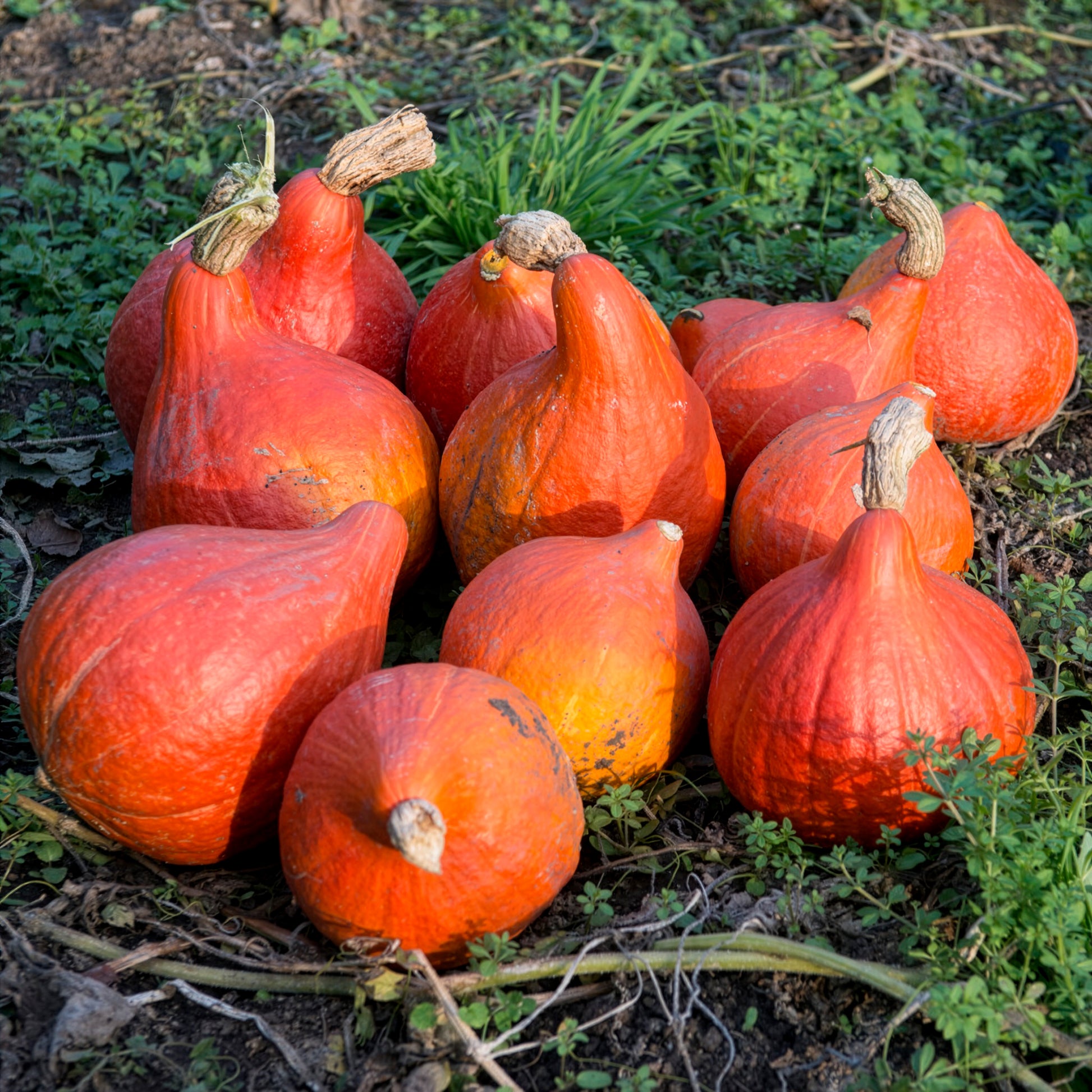 Pompoen 'Uchiki Kuri' - BIO - Cucurbita maxima uchiki kuri - Bakker