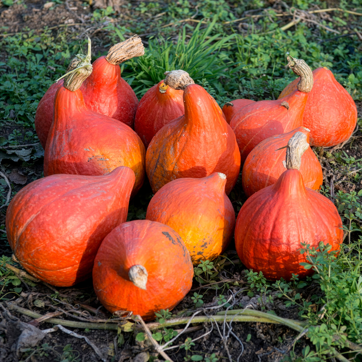 Pompoen 'Uchiki Kuri' - BIO - Cucurbita maxima uchiki kuri - Bakker
