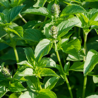 Citroenbasilicum - Ocimum citridorum - Bakker