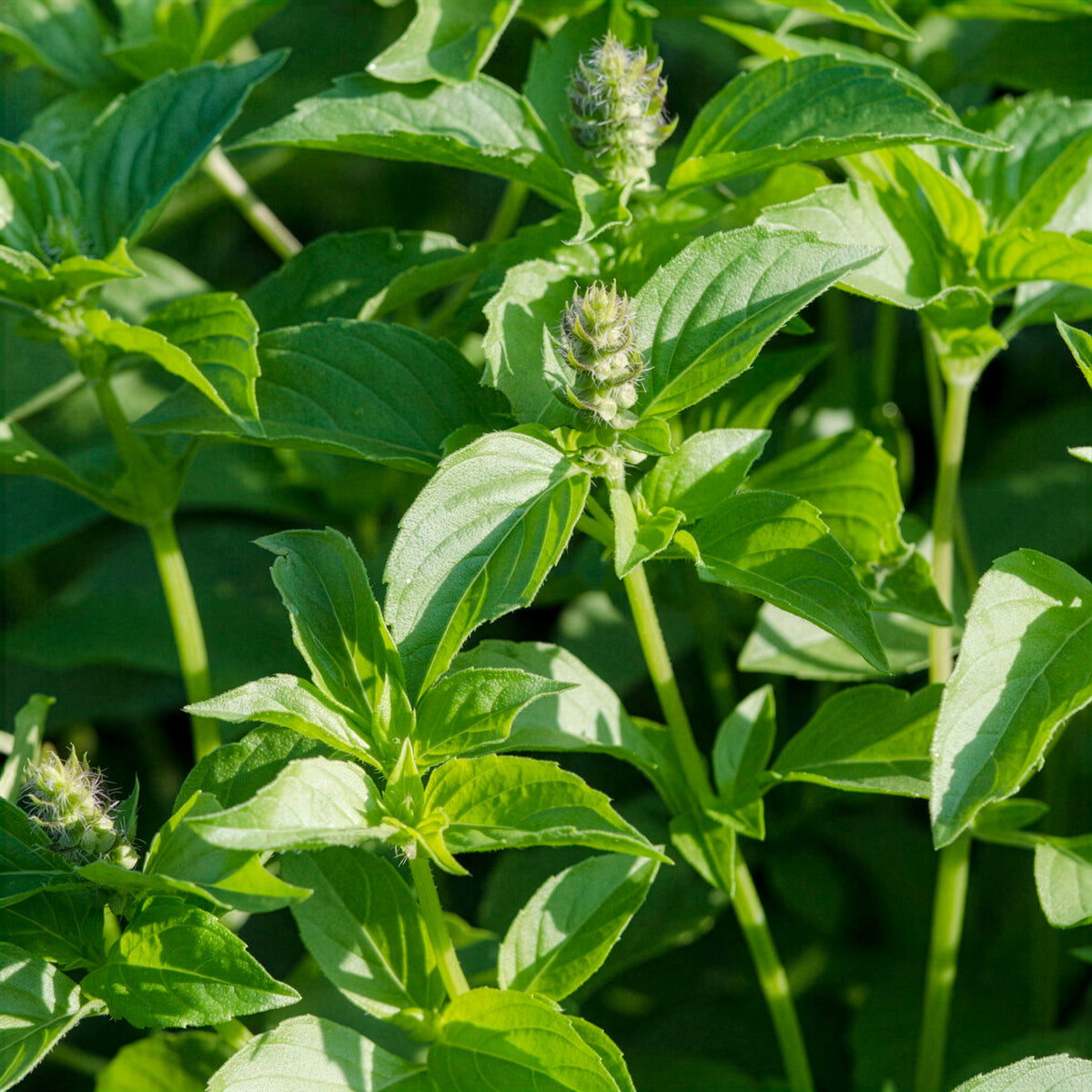 Citroenbasilicum - Ocimum citridorum - Bakker