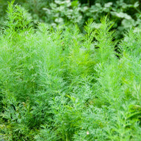 Anethum graveolens compatto - Dille 'Bouquet Compatto' - Kruidenzaden