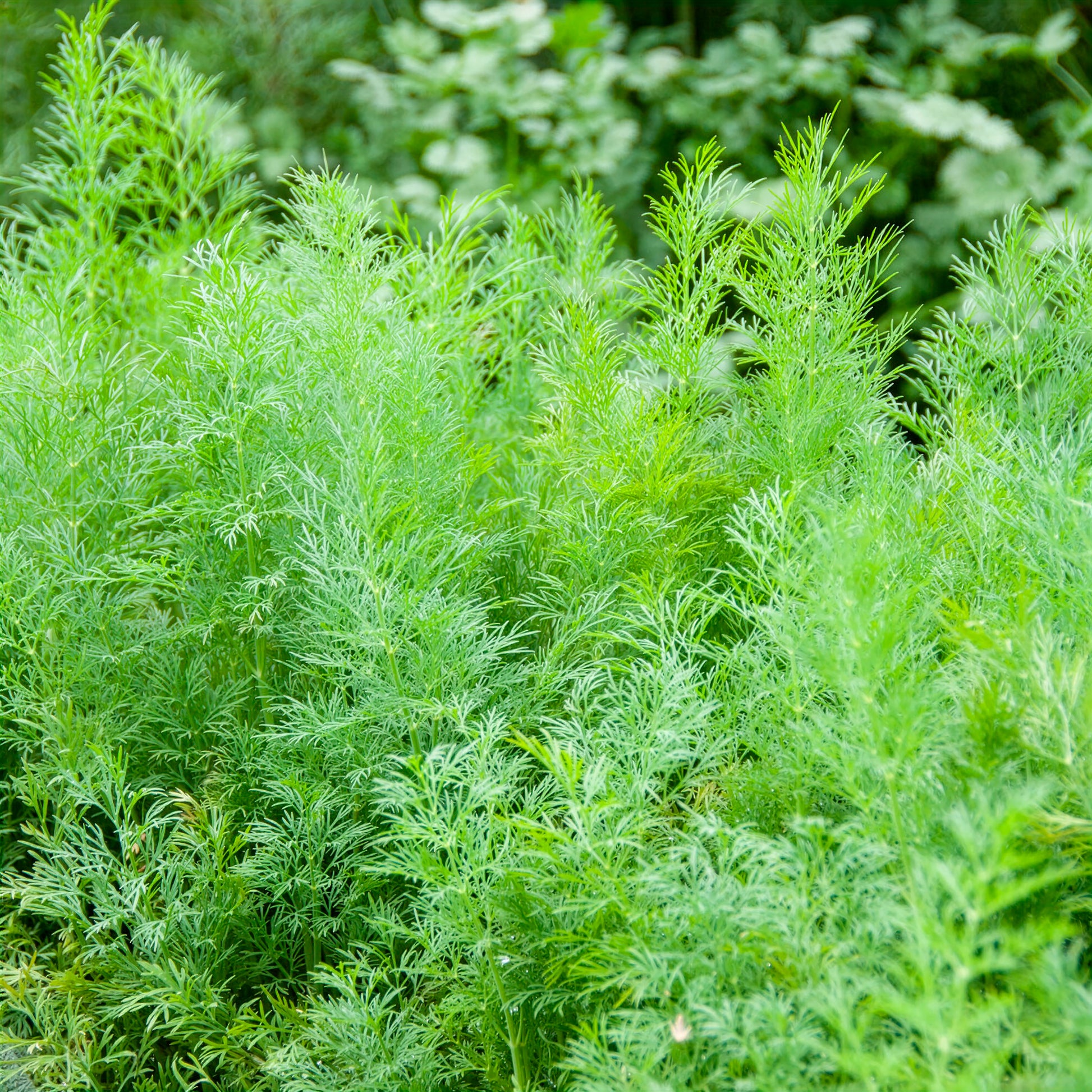 Anethum graveolens compatto - Dille 'Bouquet Compatto' - Kruidenzaden