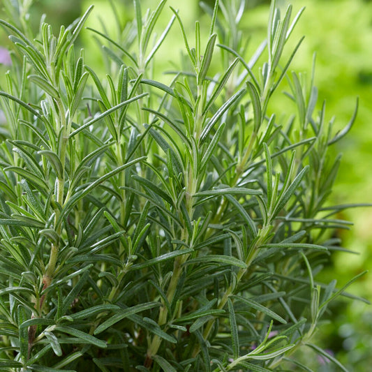 Rozemarijn zaden - Bakker