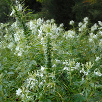Kattensnor Cleome White Queen - Cleome spinosa white queen - Bakker