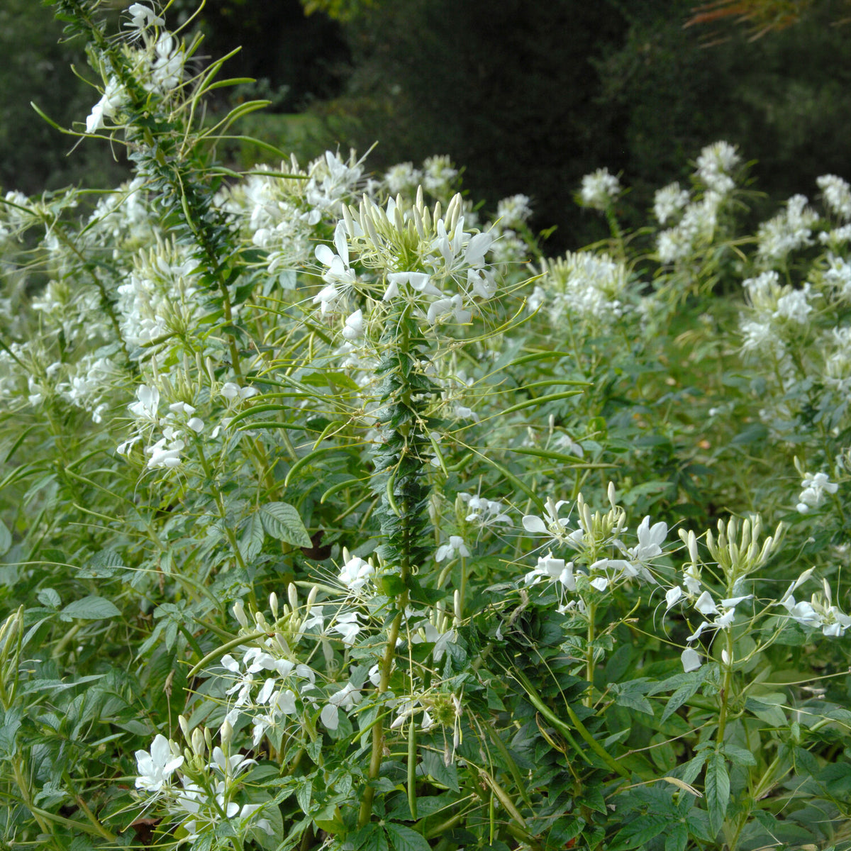 Cleome spinosa white queen - Kattensnor Cleome White Queen - Cleome - Kattensnor