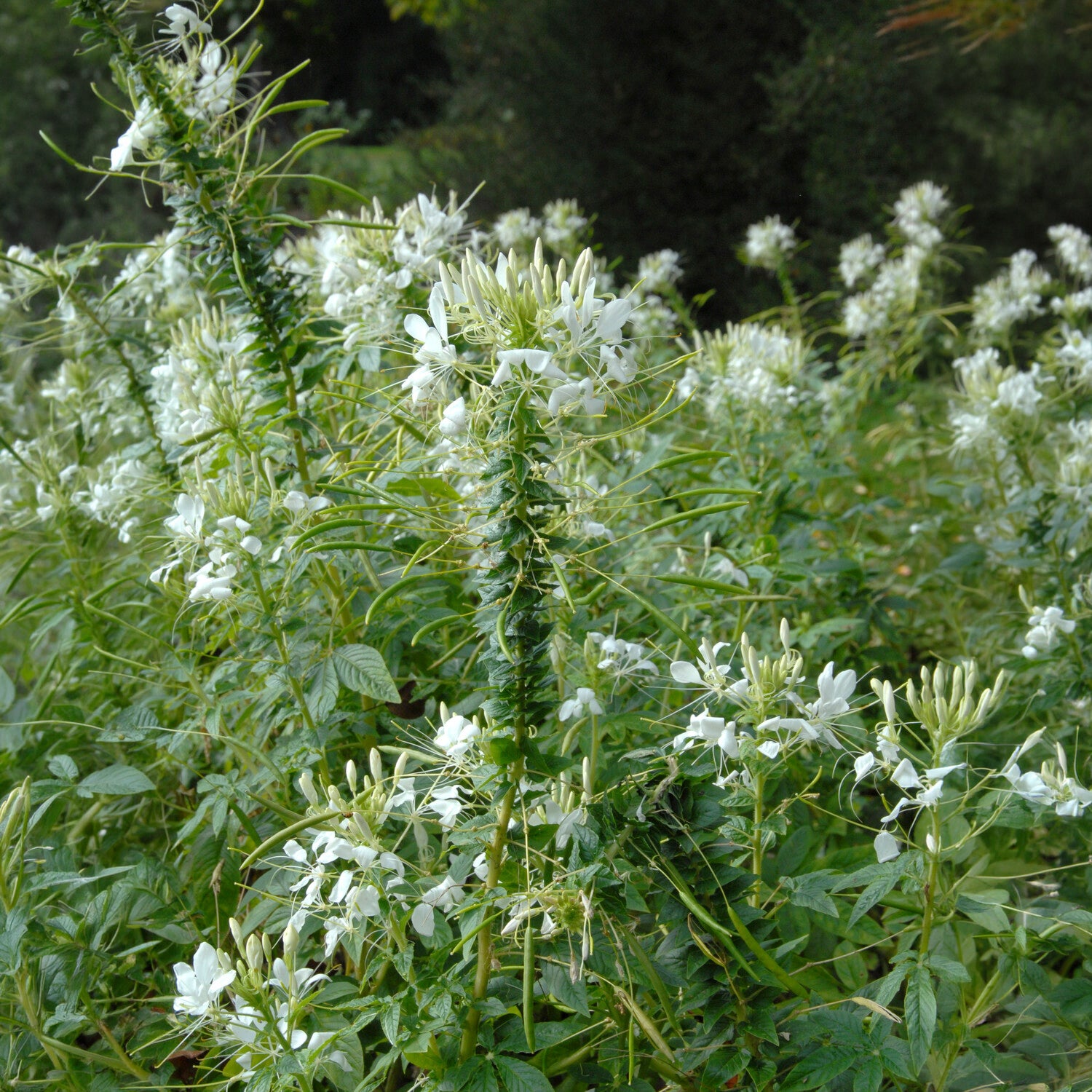 Kattensnor Cleome White Queen - Cleome spinosa white queen - Bakker