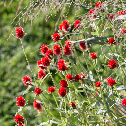 Kogelamarant - Bakker