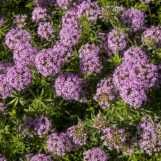 Perzische Kruisjesplant - Bakker