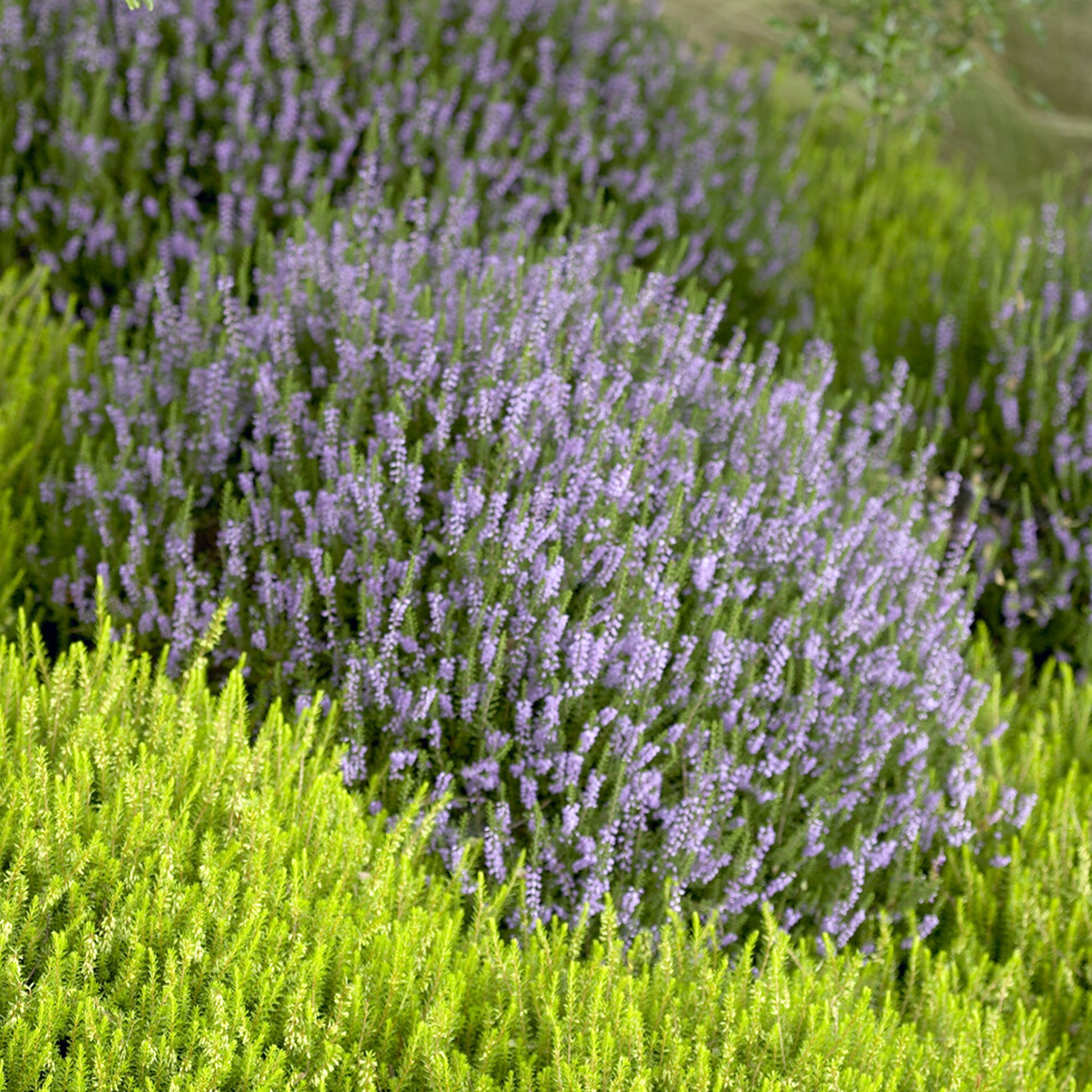 Struikheide 'Spring Torch' - Calluna vulgaris Spring Torch - Bakker