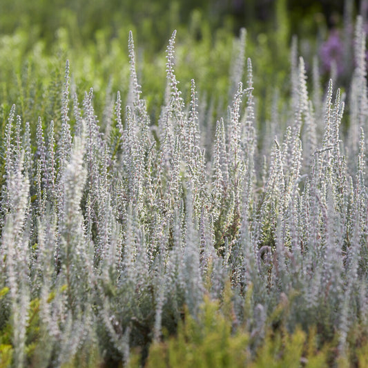 Struikheide 'Silver Knight' - Bakker