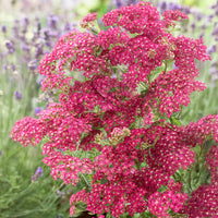 Duizendblad Excel - Achillea millefolium Excel - Bakker