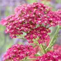 Duizendblad Excel - Bakker