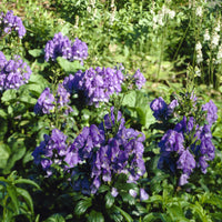 Monnikskap 'Arendsii' - Aconitum carmichaelli Arendsii - Bakker