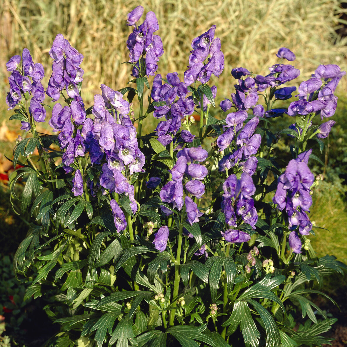 Aconitum