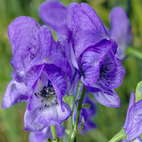 Aconitum carmichaelli Arendsii - Monnikskap 'Arendsii' - Bloeiende vaste planten