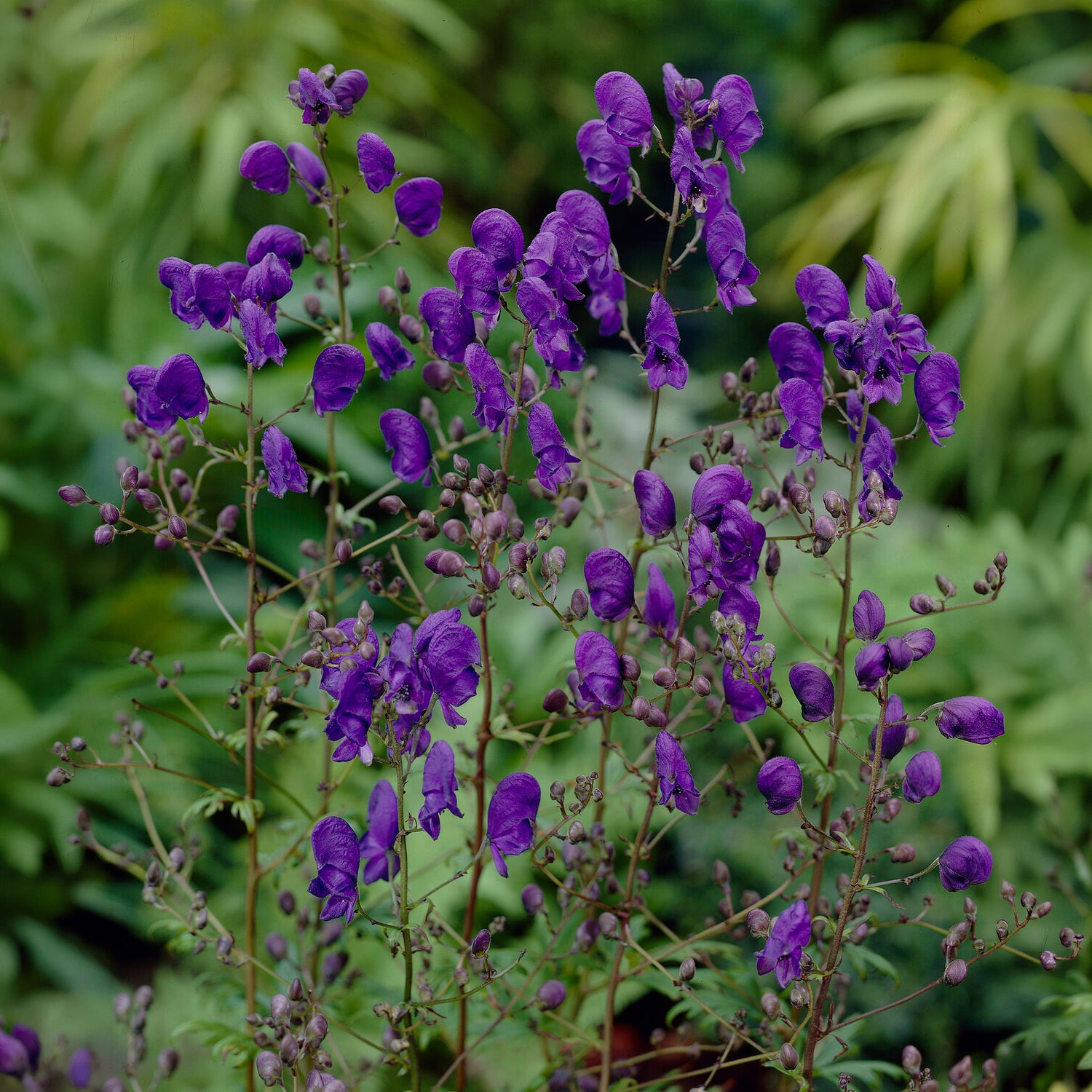Monnikskap Sparks Variety - Aconitum henryi Spark's Variety - Bakker