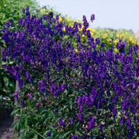 Monnikskap Sparks Variety - Bakker