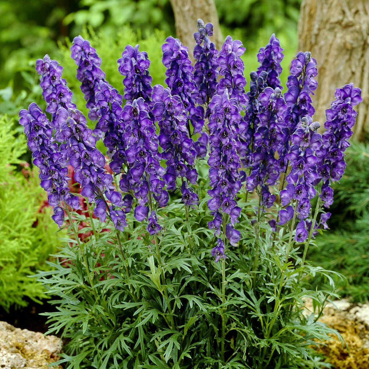 Aconitum napellus - Monnikskap Casque de Jupiter - Aconitum