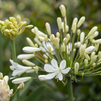 Afrikaanse lelie Artic Star - Agapanthus Arctic Star - Bakker