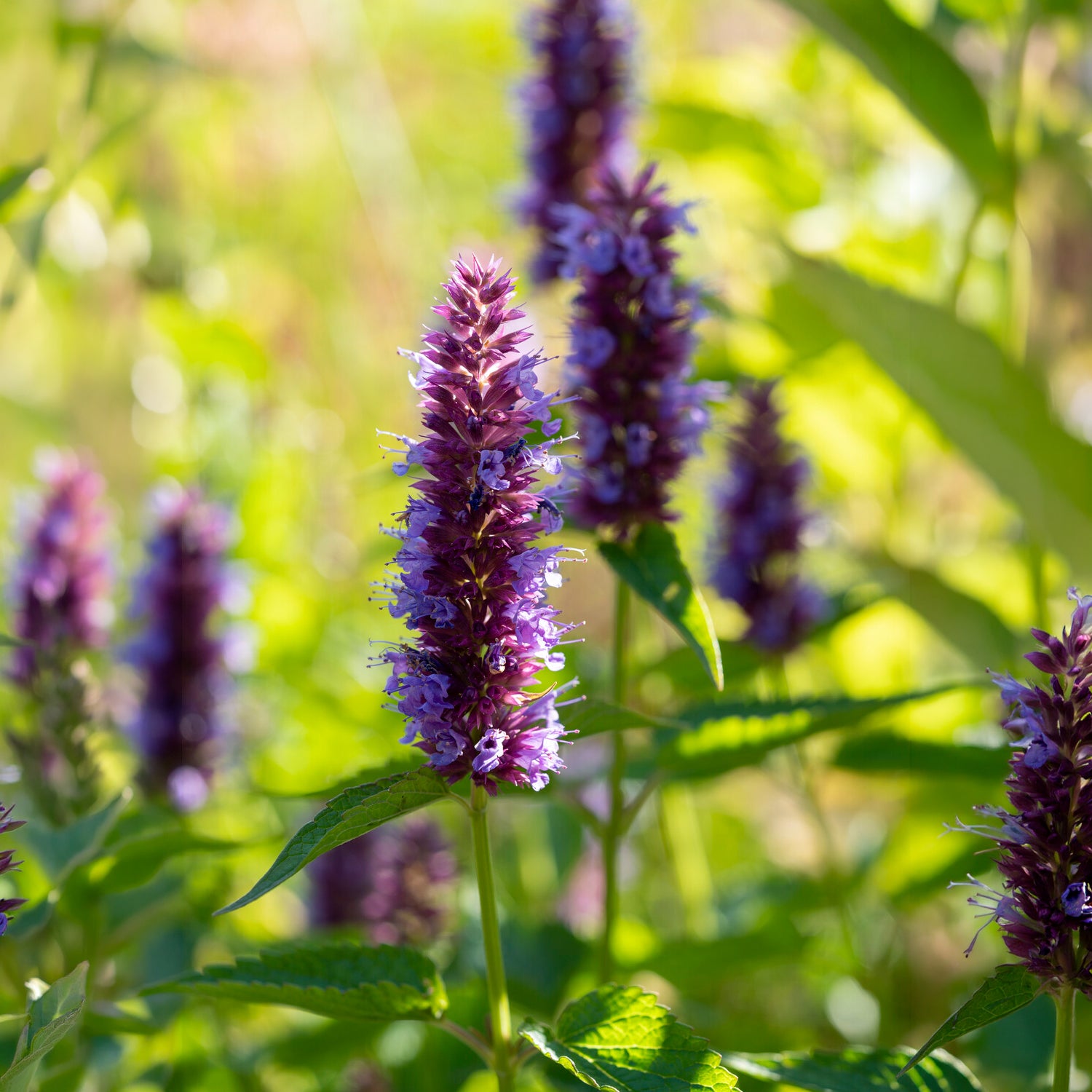 Dropplant Beelicious Purple - Bakker