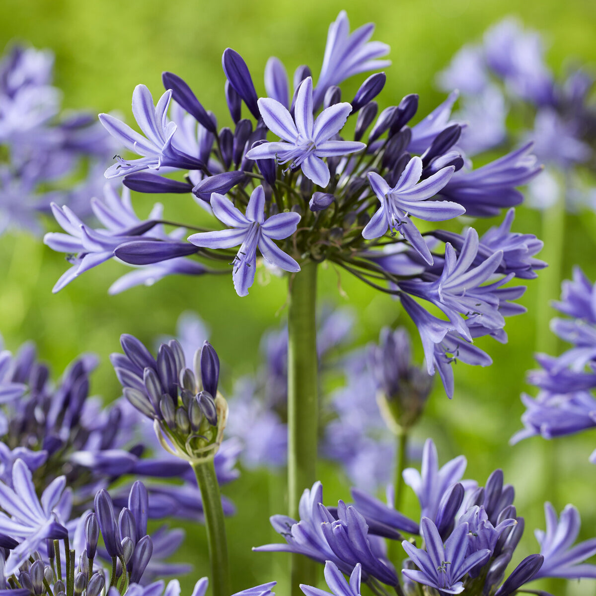 Afrikaanse lelie Navy Blue - Agapanthus Navy Blue - Bakker