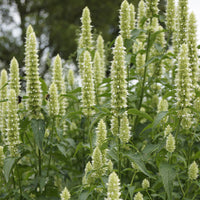 Anijsplant rugosa AlabAster - Bakker