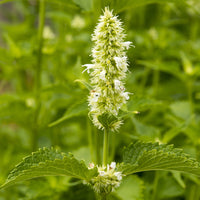 Anijsplant rugosa AlabAster - Agastache rugosa Alabaster - Bakker