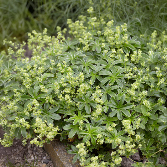 Alpiene vrouwenmantel - Bakker