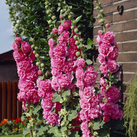 Dubbelbloemige stokroos - roze (x3) - Bakker