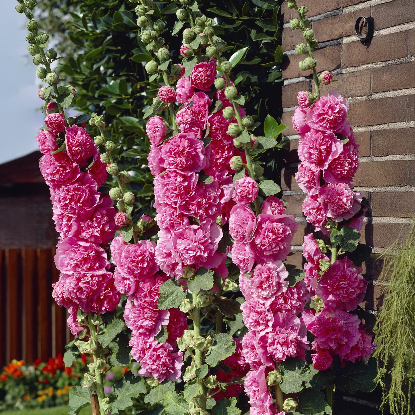 Dubbelbloemige stokroos - roze (x3) - Bakker