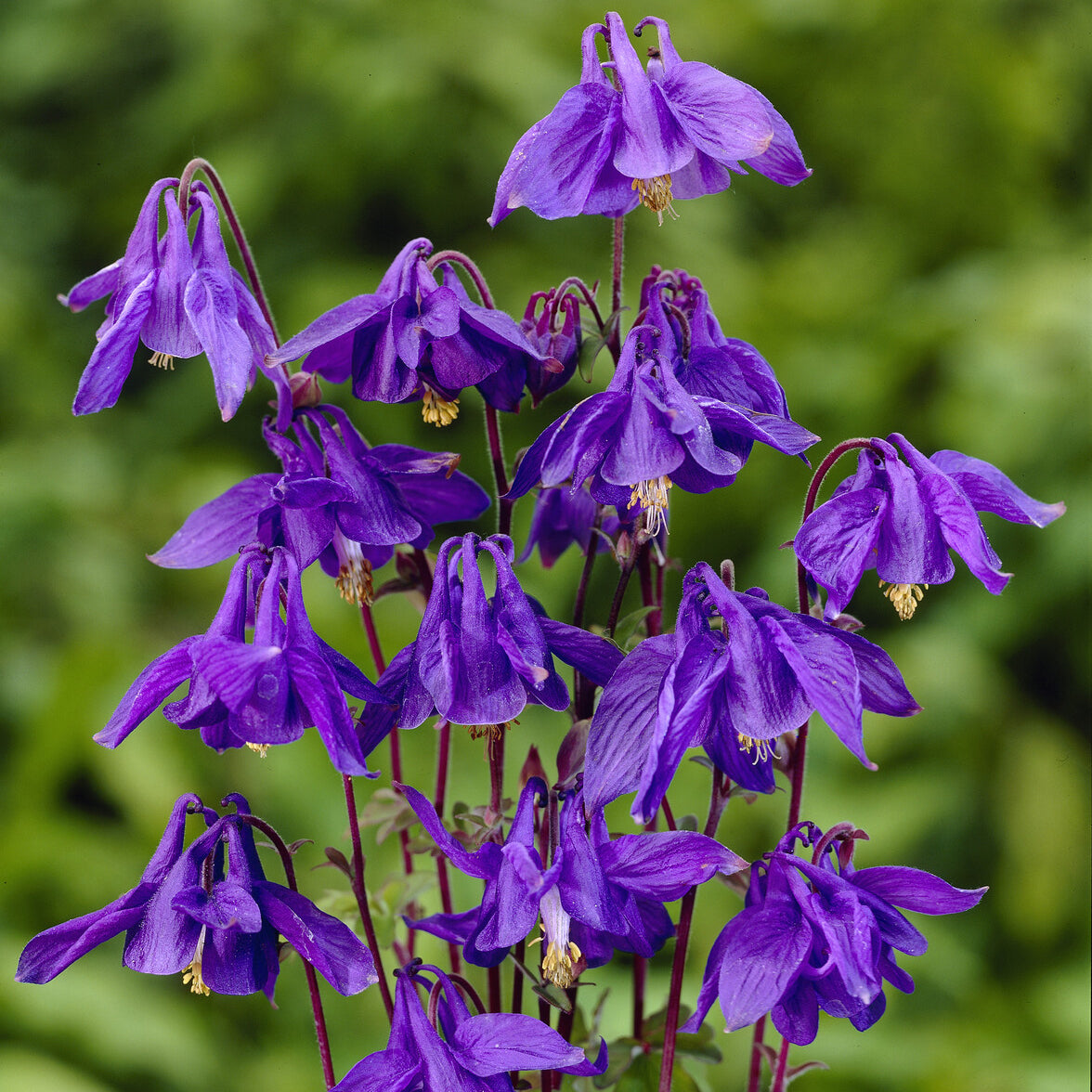 Aquilegia alpina - Alpenakelei