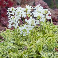 Randjesbloem Old Gold - Arabis ferdinandi-coburgii Old Gold - Bakker